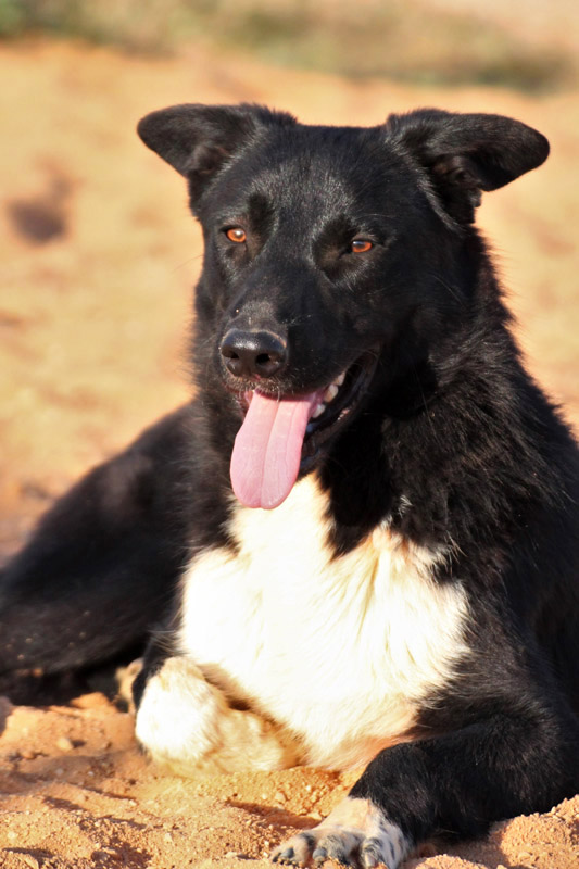 Hund Max - Rasse: Mischling