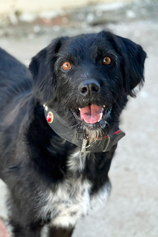 Hund Mell - Rasse: (Wasserhund)-Mischling