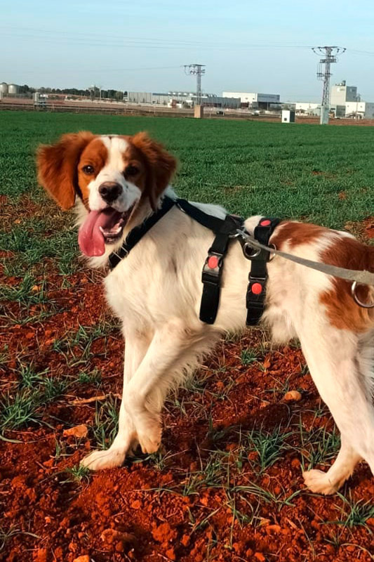 Hund Merengue - Rasse: Epagneul Breton