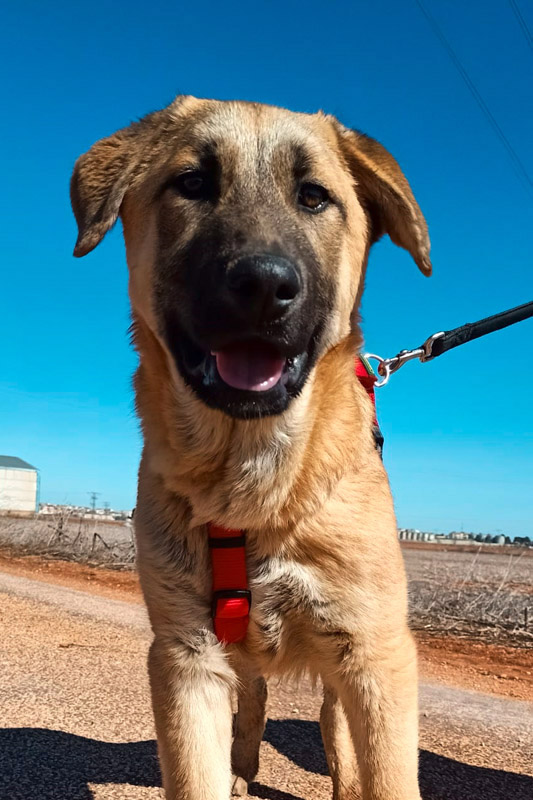 Hund Mika - Rasse: Mischling