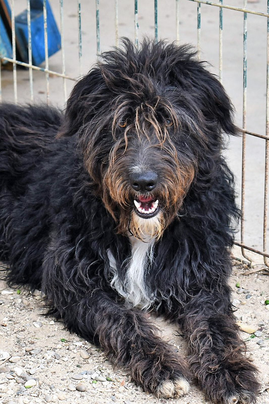 Hund Moises - Rasse: katalanischer Schäferhund (Gos d’Atura Català)