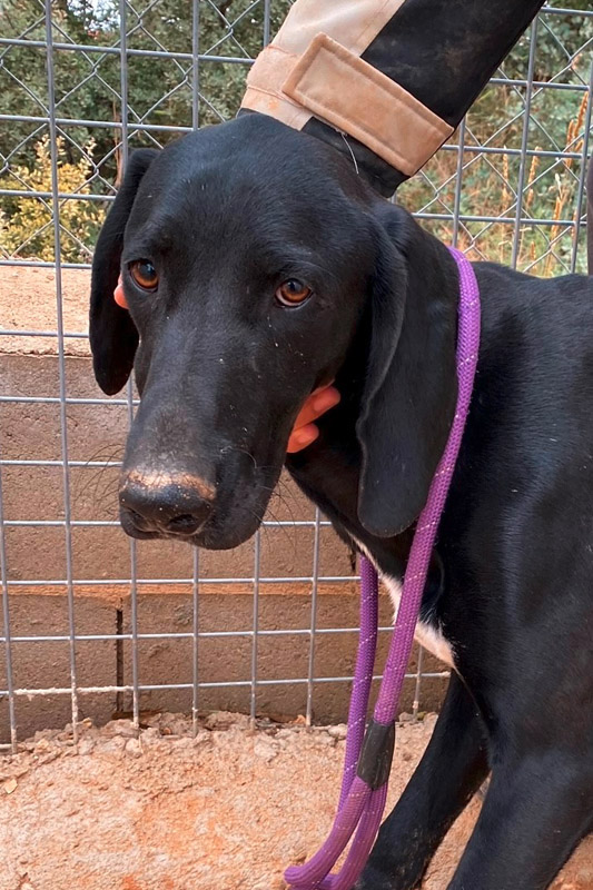 Hund Nilo - Rasse: Deutsch Kurzhaar (Braque)