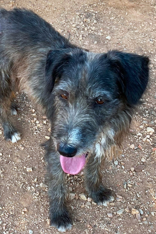 Hund Nito - Rasse: Mischling