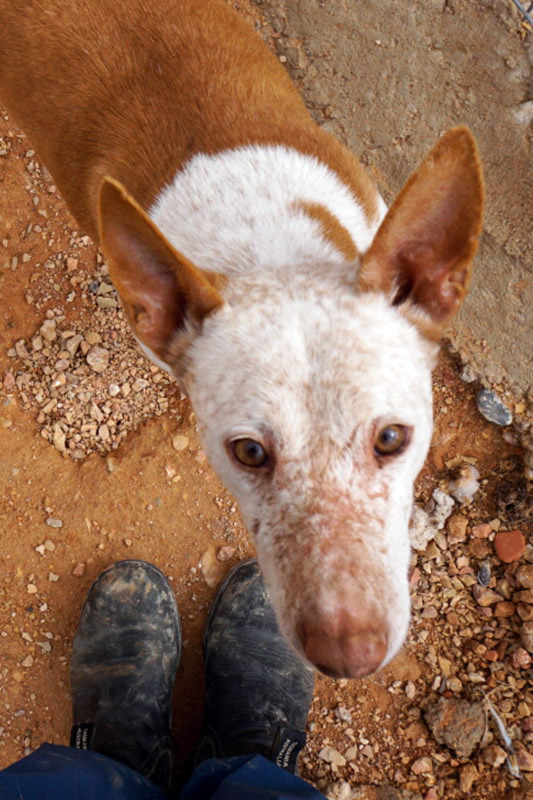 Hund Orejas, Rüde - Rasse: Podenco