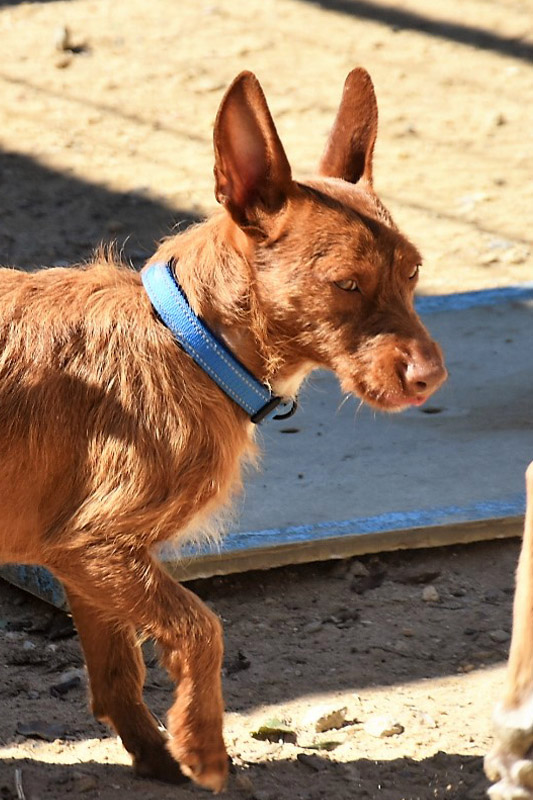 Hund Pancho, Rüde - Rasse: Maneto-Mischling