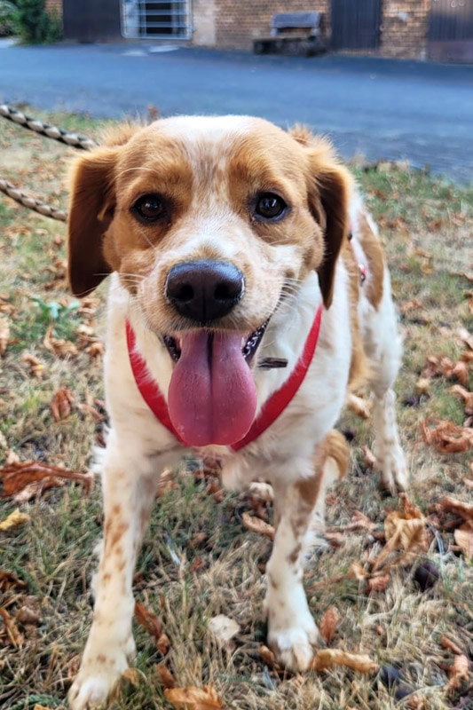 Hund Perla, Hündin - Rasse: Epagneul Breton
