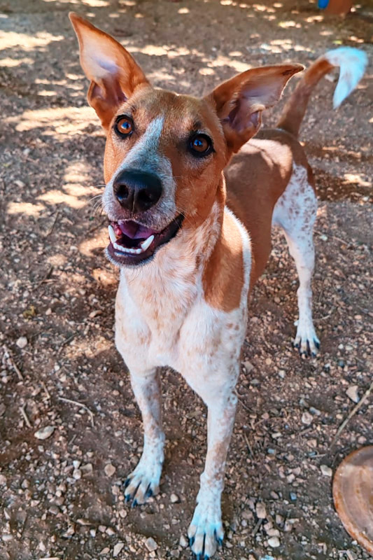 Hund Pinon - Rasse: Mischling