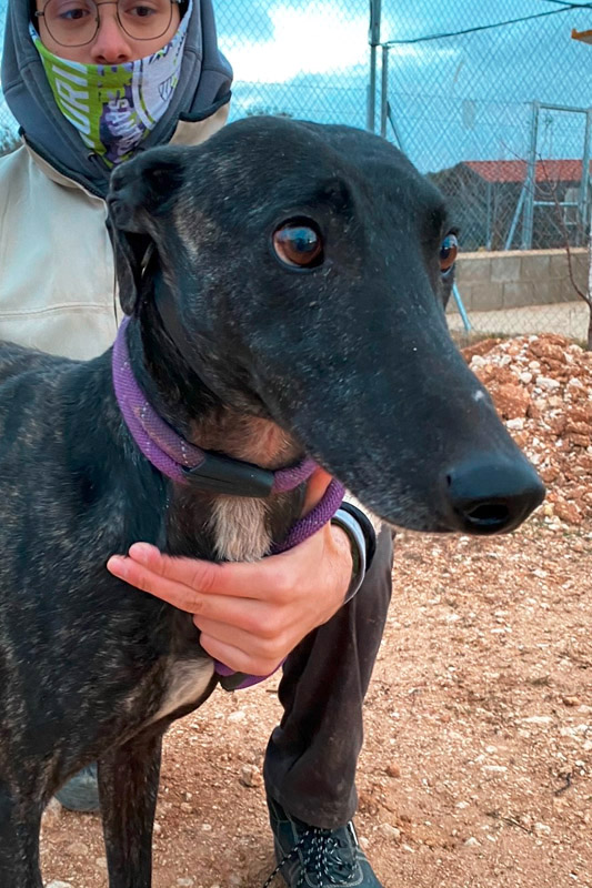 Hund Pirri, Rüde - Rasse: Galgo