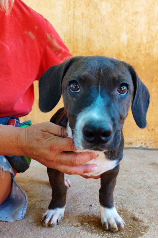 Hund Remo, Rüde - Rasse: Mischling