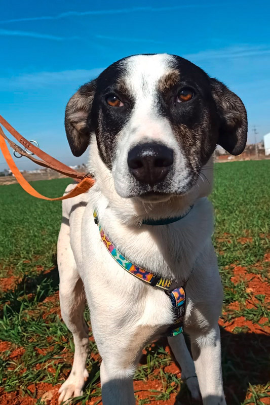 Hund Roco - Rasse: Mischling