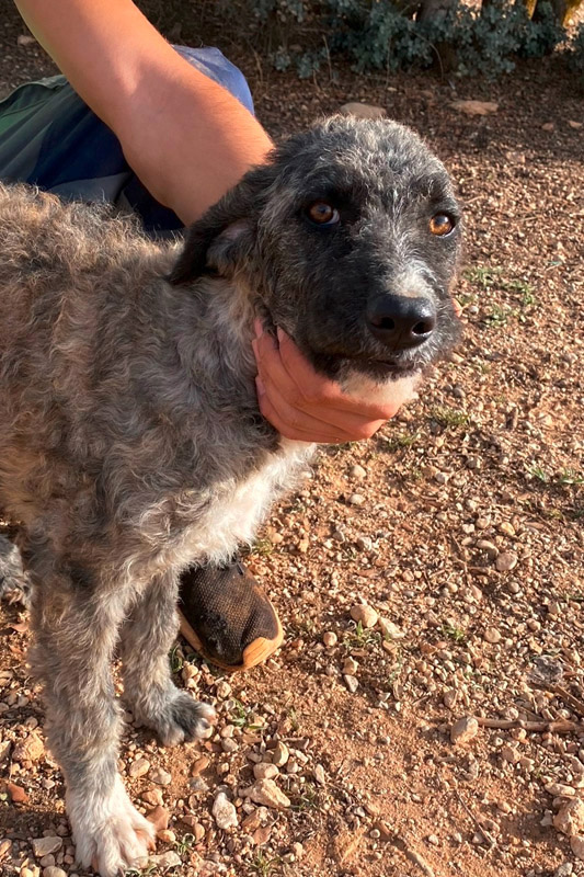 Hund Rubina, Hündin - Rasse: Pastoril-Mischling (spanischer Hüte (Hirten)& Herdenhund)