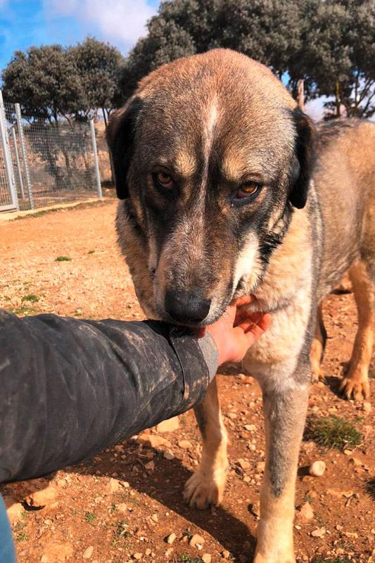 Hund Sannah - Rasse: Mischling