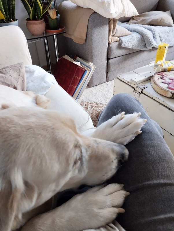 Hund Theo - Rasse: Mischling