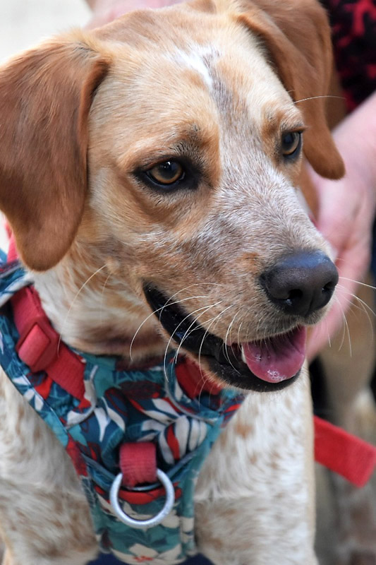 Hund Thor - Rasse: Bretone-Labrador-Mischling