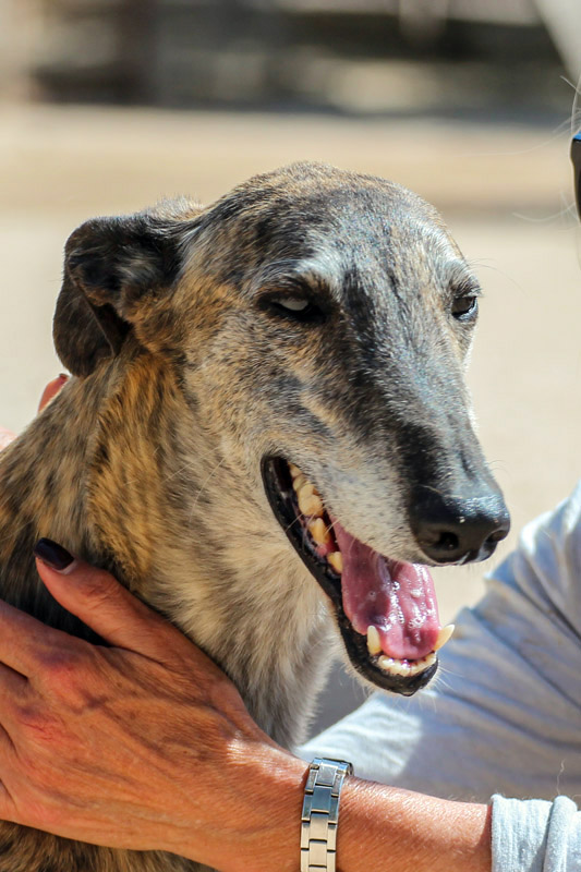 Hund Tomas, Rüde - Rasse: Galgo