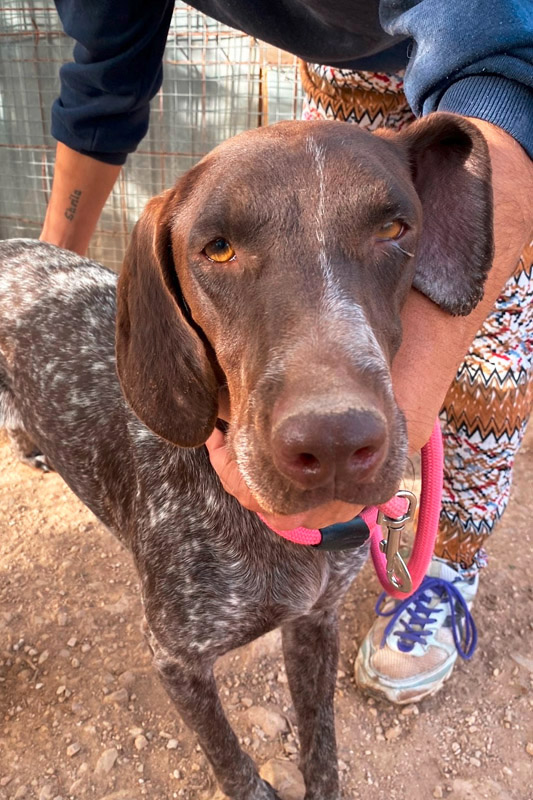 Hund Trini2 - Rasse: Deutsch Kurzhaar (Braque)