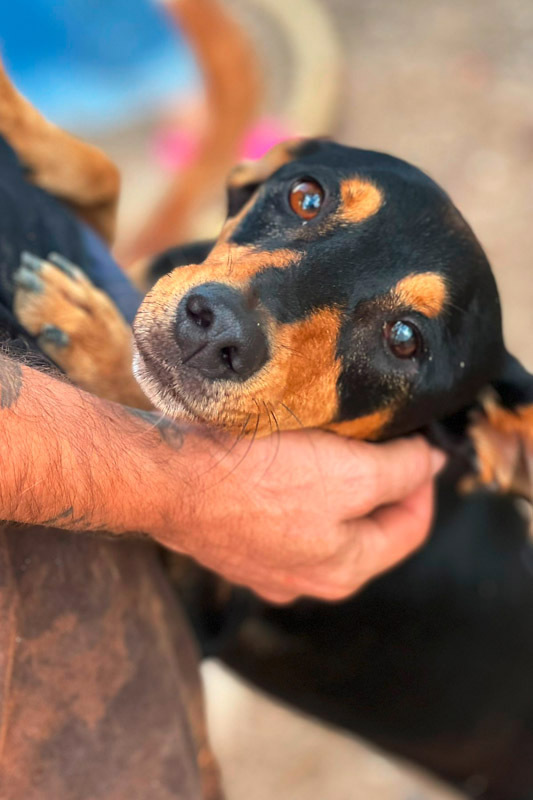 Hund Trueno - Rasse: Mischling