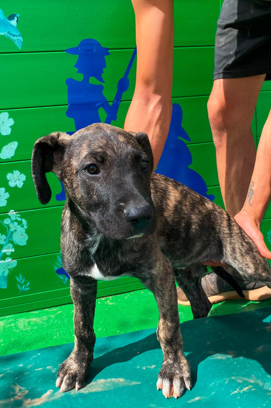 Hund Twix, Rüde - Rasse: Mischling