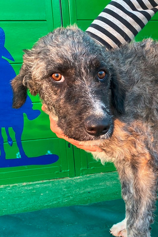 Hund Willy, Rüde - Rasse: Pastoril-Mischling (spanischer Hüte (Hirten)& Herdenhund)