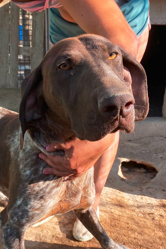 Hund Yago - Rasse: Deutsch Kurzhaar (Braque)