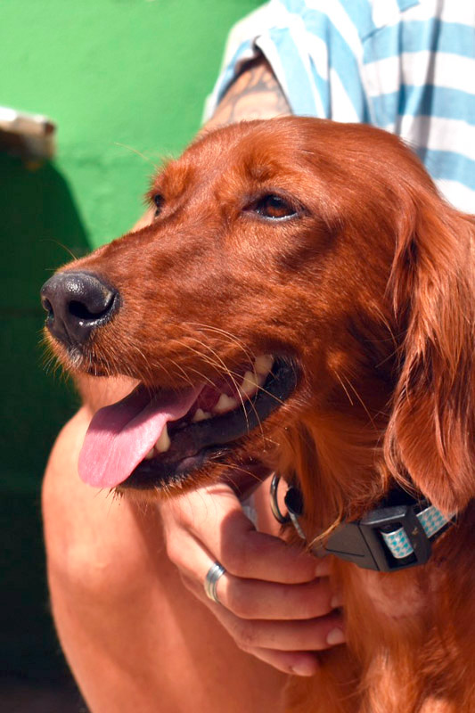 Hund Yara - Rasse: Irish Setter