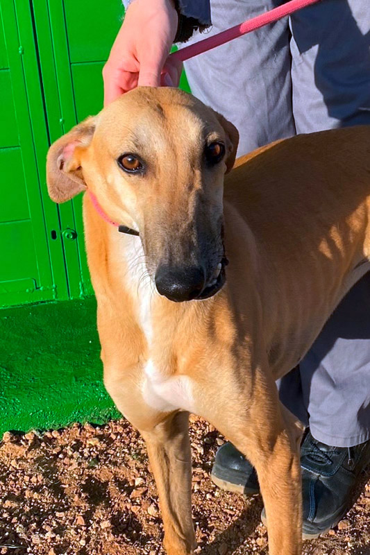 Hund Yoana, Hündin - Rasse: Galgo