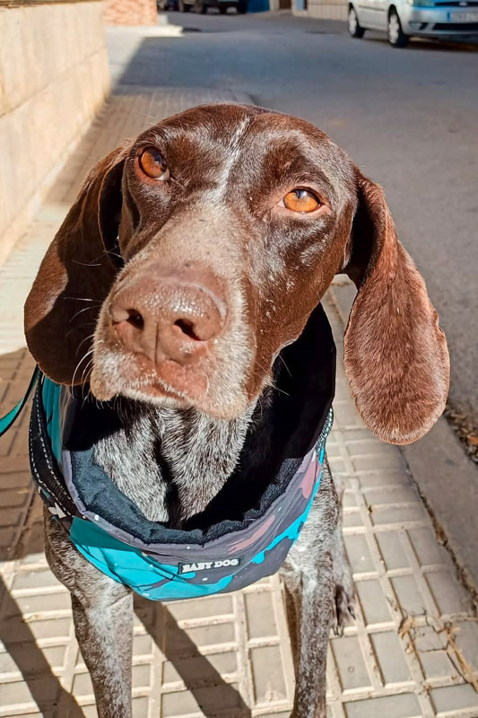 Hund Yudi - Rasse: Deutsch Kurzhaar (Braque)