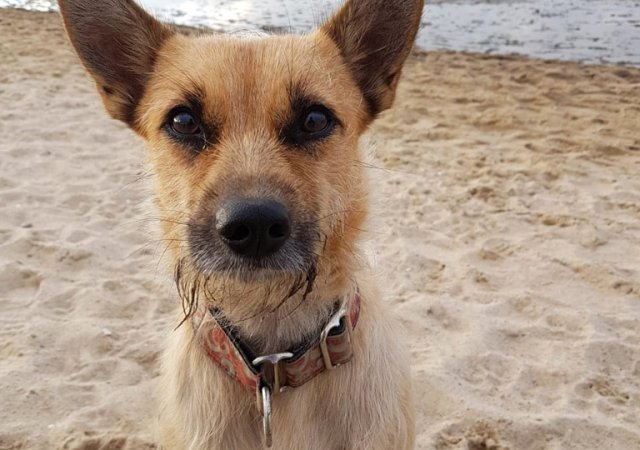 Hazel genießt den Strandurlaub