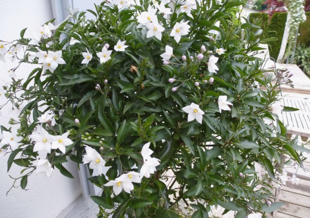 Sommerjasmin