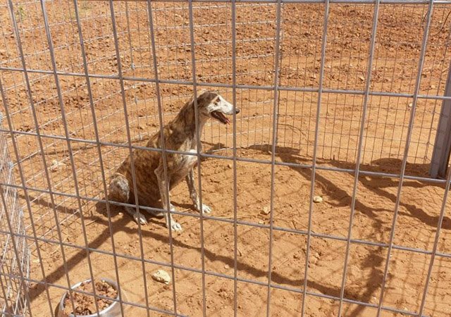 Galga schw. gefangen