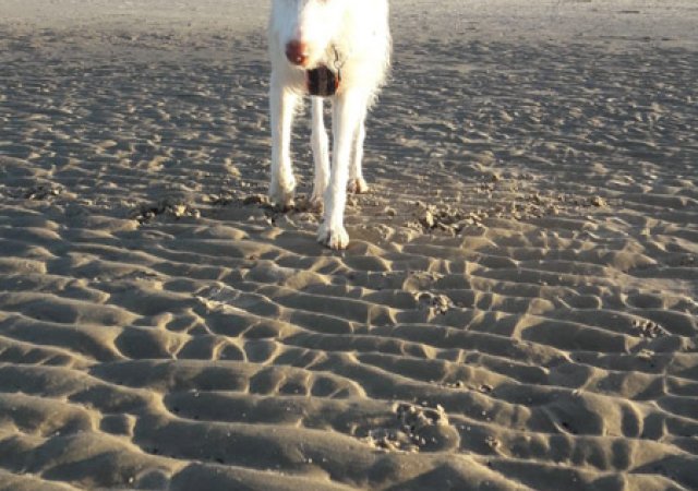 Galgo Martin hat den Strand ganz für sich alleine.