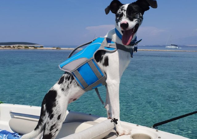 Sky hat eine richtige Bootstour gemacht- vorbildlich mit Schwimmweste ausgestattet.