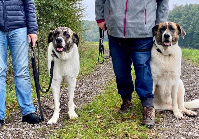 Dauerpflegehund Peaches trifft sich mit Kimba- Verwechslung ausgeschlossen;-)