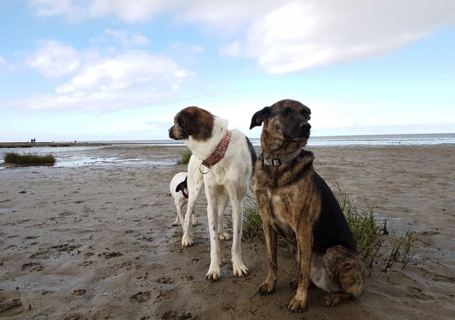 Penny und Clooney, die Schwesterchen, lieben lange Spaziergänge mit möglichst wenig Menschen