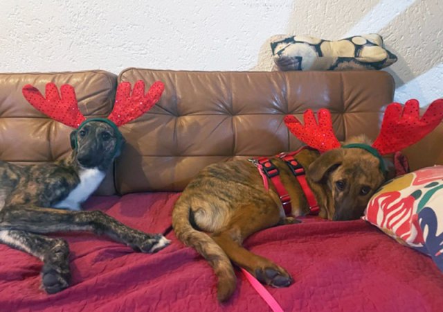 Spargel (Avalon) und Favio - die beiden Ren(n)tiere….