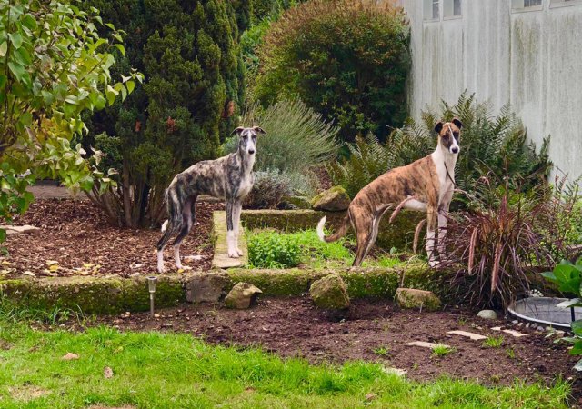 Stella hat wohl die längsten Galgobeine