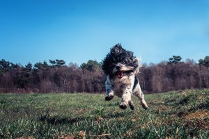 Tipps zum besseren Hundefoto