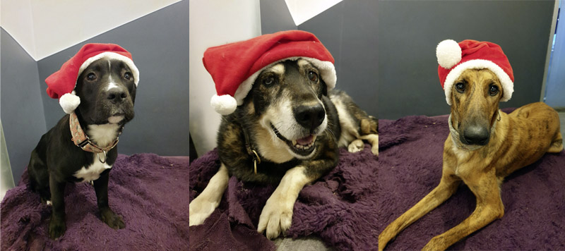 Favio, Hilde und Leila Favio, Hilde und Leila