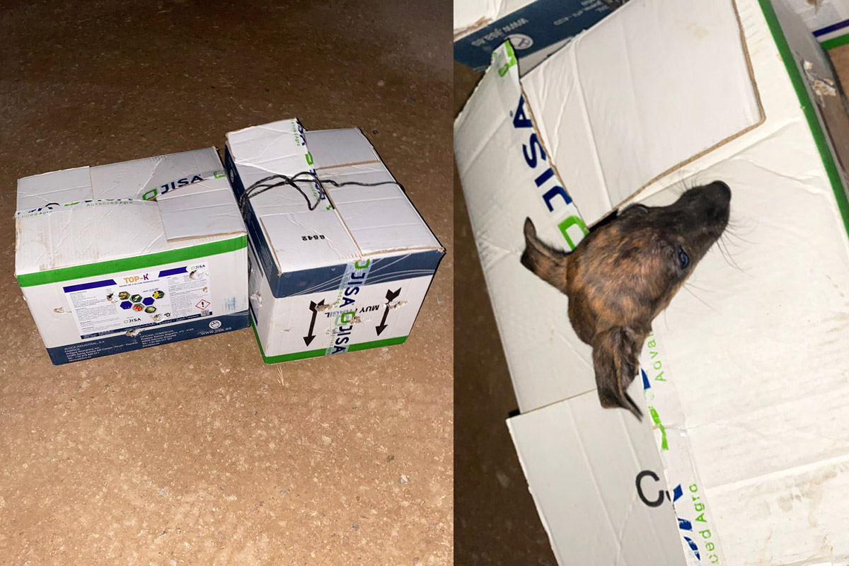 Kartons mit Galgokinder vor der Albergue Kartons mit Galgokinder vor der Albergue