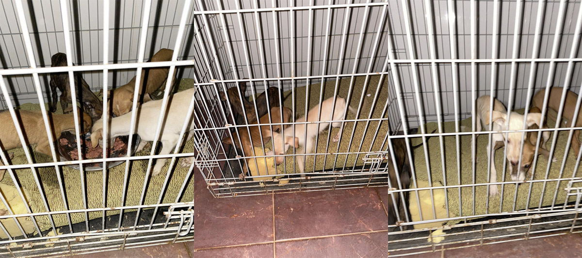 Galgokinder in der Obhut des Albergue-Teams Galgokinder in der Obhut des Albergue-Teams