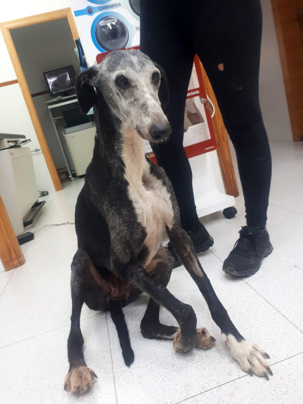 Für sie gab es keine Chance, auch nur für eine kurze Zeit ein würdiges Leben zu führen und geliebt zu werden. Für sie gab es keine Chance, auch nur für eine kurze Zeit ein würdiges Leben zu führen und geliebt zu werden.