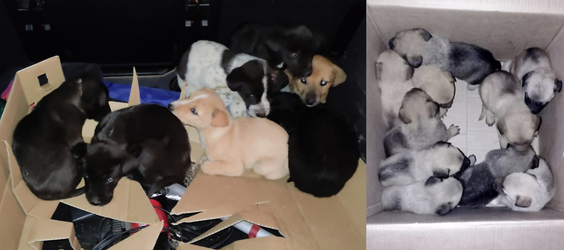 20 Welpen (zwei 10er Gangs) 20 Welpen (zwei 10er Gangs)