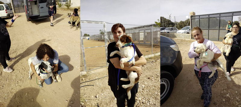 Spanische Mitarbeiter tragen Hunde zum Transporter Spanische Mitarbeiter tragen Hunde zum Transporter