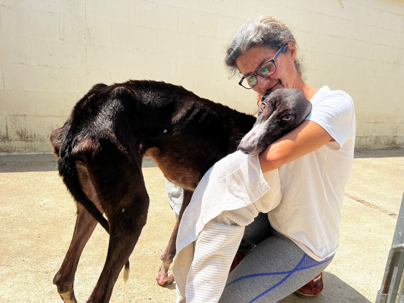 Galga Venus Galga Venus