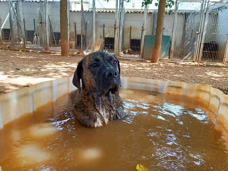 Badende Vega Badende Vega