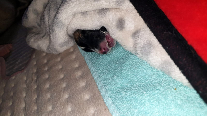 Toyotas Welpe verstorben Toyotas Welpe verstorben