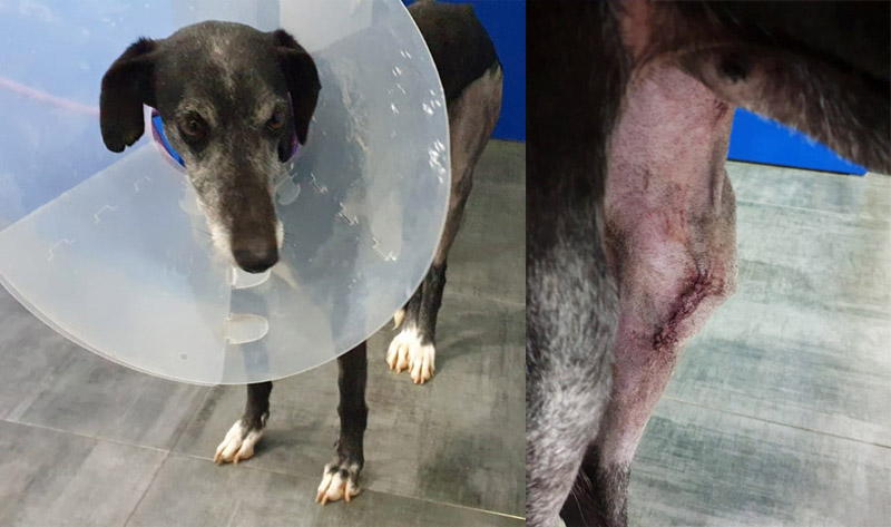 Galga Mora hat einen Kreuzbandriss Galga Mora hat einen Kreuzbandriss