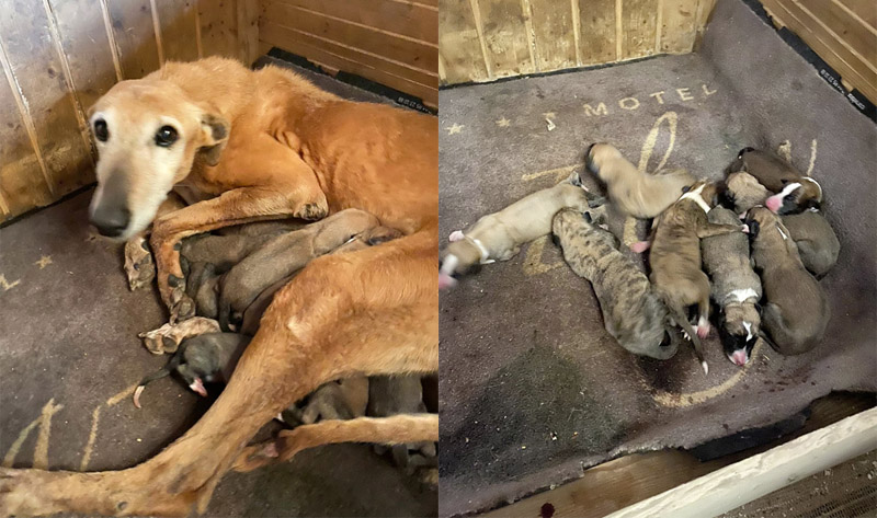 Toyota mit ihren Welpen Toyota mit ihren Welpen