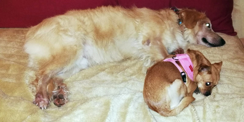 Rosa und Leo Rosa und Leo