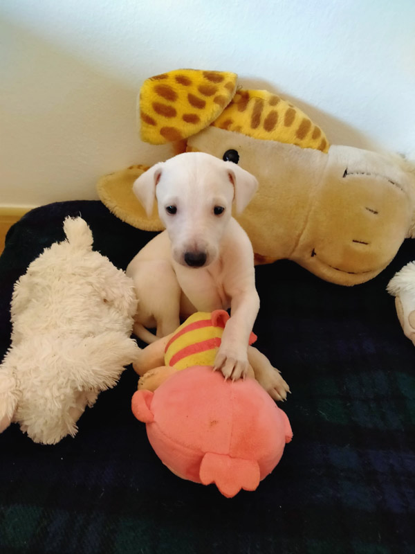 Saras Welpe Saras Welpe